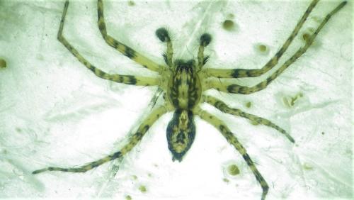 Anyphaena accentuata
